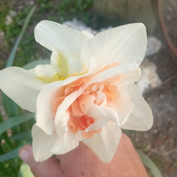 Foxholler - Picture 2 of 4